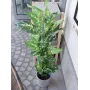 EUROPALMS Dieffenbachia sztuczna roślina 120cm 82508306