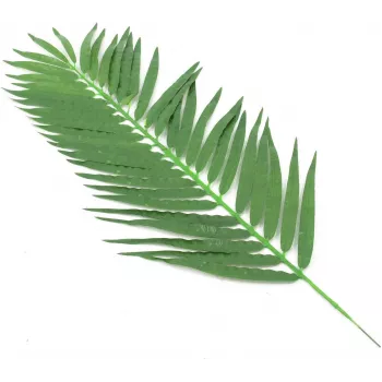 EUROPALMS Sztuczne liście palmy kokosowej, 90 cm, 12 sztuk, zielone 82509896