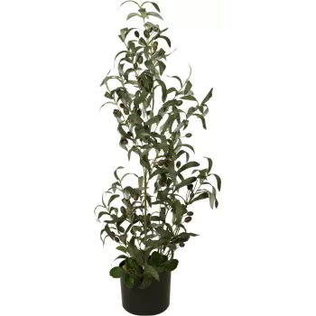 EUROPALMS Sztuczne drzewo oliwne, 90 cm 82506422