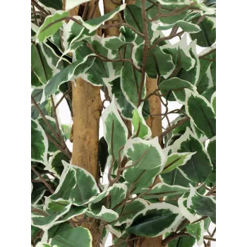 EUROPALMS Silberficus Benjamina sztuczna roślina, 180 cm 82506116