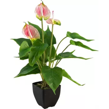 EUROPALMS Sztuczna anthurium, biało-różowa 82540348