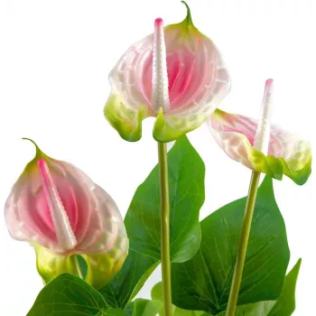 EUROPALMS Sztuczna anthurium, biało-różowa 82540348