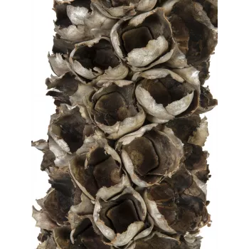 EUROPALMS Cacho Coco Sztuczna Palma Kokosowa, 120-190 cm, Pień z Prawdziwego Drewna, 12 Liści, Wewnętrzna 83502349