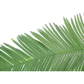 EUROPALMS Sztuczny liść palmy kokosowej królewskiej, 180cm 82509847