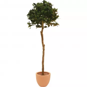 EUROPALMS Sztuczne drzewko laurowe w formie kuli, 180cm 82506946