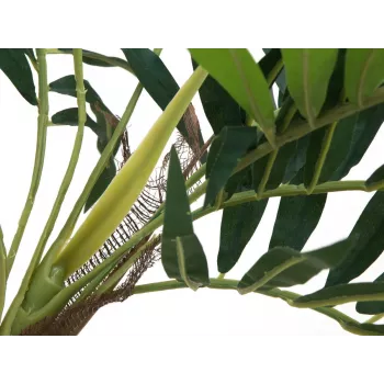 EUROPALMS Sztuczna roślina palma koralowa, 150cm 82509495