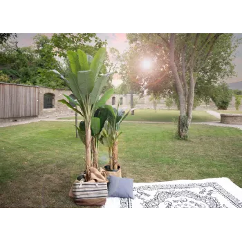 EUROPALMS Sztuczna bananowiec, 210 cm 82509507