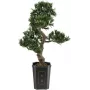 EUROPALMS Bonsai Podocarpus sztuczna roślina, 80cm 82600116