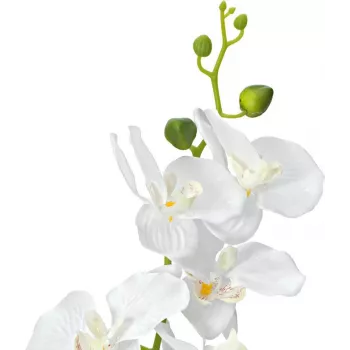 EUROPALMS Orchidea sztuczna roślina, biała, 80cm (82530362)