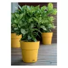 STEFANPLAST Ethica Doniczka z podstawką Ø40x39cm Musztardowy Żółty