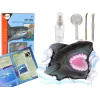 LEAN TOYS Ammonite Shark Excavation Educational Kit