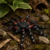 LEAN TOYS Spider Tarantula Gumowa Figurka Rozciągliwa Realistyczna Czarna 10 cm